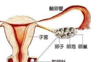 2026宁夏银川市私立助孕机构哪家值得选？排行榜上前四家名单